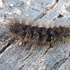 Ardices glatignyi at Holt, ACT - 12 Jun 2020