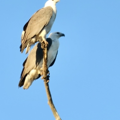 Haliaeetus leucogaster (White-bellied Sea-Eagle) at Jeremadra, NSW - 2 Jun 2020 by Gee