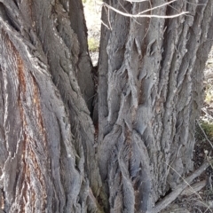 Callitris endlicheri at Dunlop, ACT - 12 Jun 2020