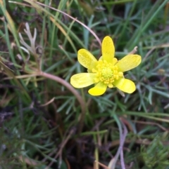 Ranunculus inundatus (River Buttercup) at Wollogorang, NSW - 12 Jun 2020 by JaneR