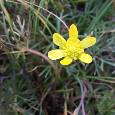 Ranunculus inundatus (River Buttercup) at Wollogorang, NSW - 12 Jun 2020 by JaneR