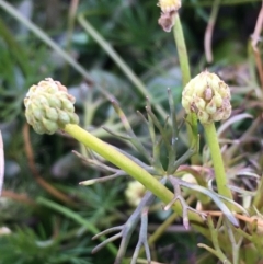 Ranunculus inundatus at Wollogorang, NSW - 12 Jun 2020