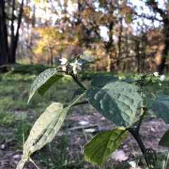 Solanum nigrum (Black Nightshade) at Yarralumla, ACT - 11 Jun 2020 by ruthkerruish