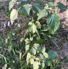 Solanum nigrum at Yarralumla, ACT - 11 Jun 2020