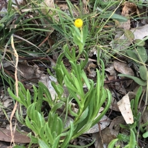 Chrysocephalum apiculatum at Yarralumla, ACT - 11 Jun 2020