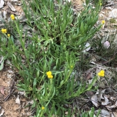 Chrysocephalum apiculatum at Yarralumla, ACT - 11 Jun 2020