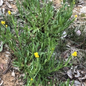 Chrysocephalum apiculatum at Yarralumla, ACT - 11 Jun 2020