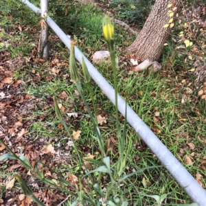 Tragopogon dubius at Yarralumla, ACT - 11 Jun 2020