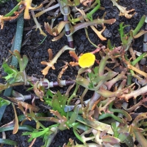 Cotula coronopifolia at Wollogorang, NSW - 12 Jun 2020