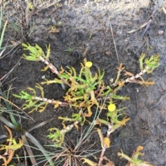 Cotula coronopifolia at Wollogorang, NSW - 12 Jun 2020 01:34 PM