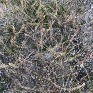 Lepidium africanum at Yarralumla, ACT - 11 Jun 2020