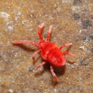 Trombidiidae (family) at Hackett, ACT - 12 Jun 2020