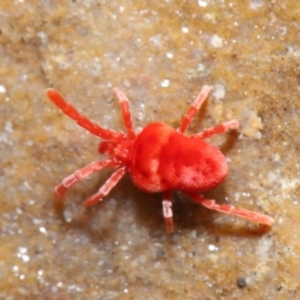 Trombidiidae (family) at Hackett, ACT - 12 Jun 2020