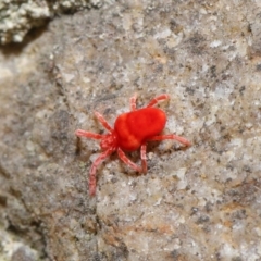 Trombidiidae (family) at Hackett, ACT - 12 Jun 2020