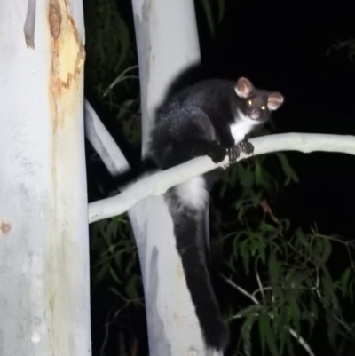 Petauroides volans (Southern Greater Glider) at Cotter River, ACT - 12 Jun 2020 by ArcherCallaway