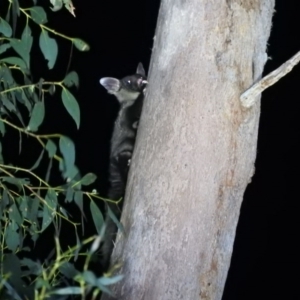Petaurus australis australis at Cotter River, ACT - suppressed
