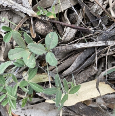 Glycine clandestina (Twining Glycine) at Hughes, ACT - 13 Jun 2020 by KL