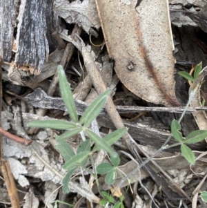 Glycine clandestina at Hughes, ACT - 13 Jun 2020