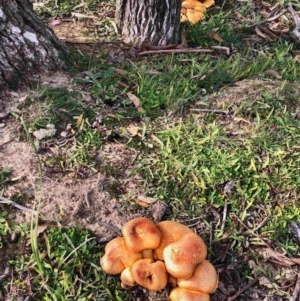 Gymnopilus junonius at Dunlop, ACT - 13 Jun 2020 11:28 AM