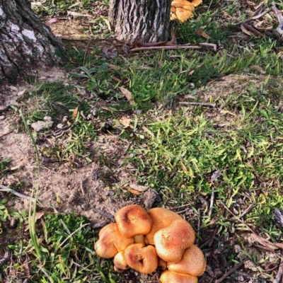 Gymnopilus junonius (Spectacular Rustgill) at Aranda Bushland - 13 Jun 2020 by KMcCue