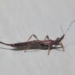 Idolothrips spectrum at Acton, ACT - 12 Jun 2020