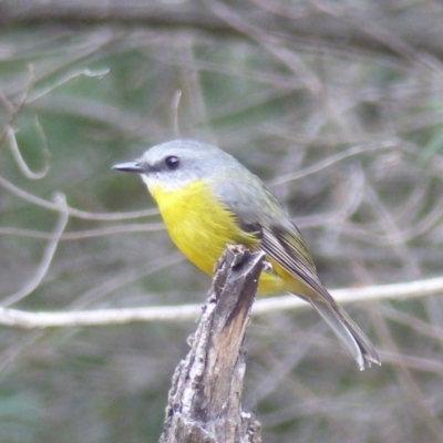 Eopsaltria australis (Eastern Yellow Robin) at Black Range, NSW - 13 Jun 2020 by MatthewHiggins