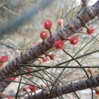 Allocasuarina verticillata (Drooping Sheoak) at Isaacs Ridge - 13 Jun 2020 by Mike