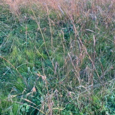 Bothriochloa macra (Red Grass, Red-leg Grass) at Hawker, ACT - 29 May 2020 by MervynAston