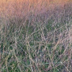 Bothriochloa macra at Hawker, ACT - 29 May 2020