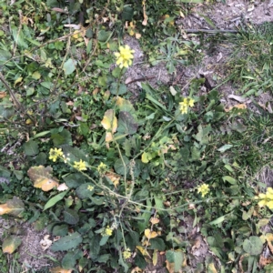 Hirschfeldia incana at Yarralumla, ACT - 11 Jun 2020