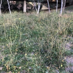 Hirschfeldia incana at Yarralumla, ACT - 11 Jun 2020