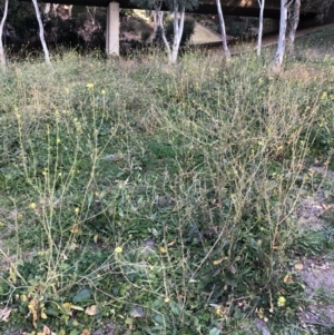 Hirschfeldia incana at Yarralumla, ACT - 11 Jun 2020