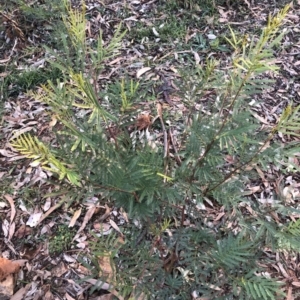 Acacia decurrens at Yarralumla, ACT - 11 Jun 2020