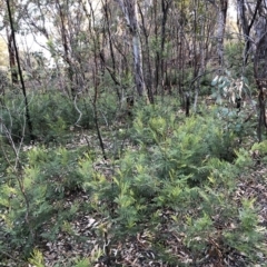 Acacia decurrens at Yarralumla, ACT - 11 Jun 2020