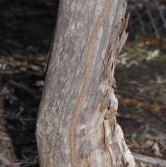 Termitoidae (informal group) (Unidentified termite) at ANBG - 12 Jun 2020 by TimL