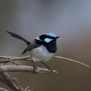 Malurus cyaneus at Hackett, ACT - 12 Jun 2020