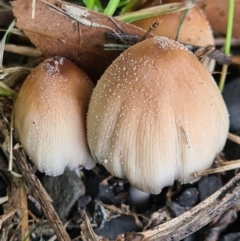 Coprinellus micaceus/truncorum (Ink Cap) at Callala Beach, NSW - 12 Jun 2020 by AaronClausen