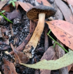 Cortinarius sp. (Cortinarius) at Callala Beach, NSW - 12 Jun 2020 by AaronClausen