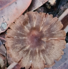 Inocybe sp. (Inocybe) at Callala Beach, NSW - 12 Jun 2020 by AaronClausen