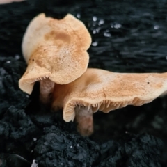 Agarics gilled fungi at Callala Beach, NSW - 12 Jun 2020 by AaronClausen