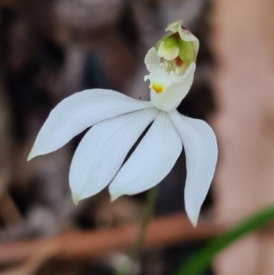 Caladenia picta (Painted Fingers) at Callala Beach, NSW - 13 Jun 2020 by AaronClausen