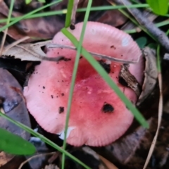 Russula persanguinea (Russula persanguinea) at Callala Beach, NSW - 13 Jun 2020 by AaronClausen