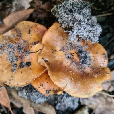 Cortinarius sp. (Cortinarius) at Callala Beach, NSW - 12 Jun 2020 by AaronClausen