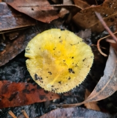 Russula sp. (Russula) at Callala Beach, NSW - 12 Jun 2020 by AaronClausen