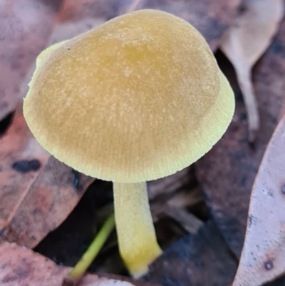 Pluteus sp. at Callala Beach, NSW - 12 Jun 2020 by AaronClausen