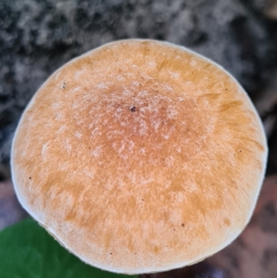 Unidentified Fungus at Callala Beach, NSW - 12 Jun 2020 by AaronClausen