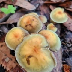 Hypholoma fasciculare (Hypholoma fasciculare) at Callala Beach, NSW - 12 Jun 2020 by AaronClausen