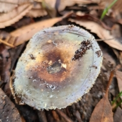 Russula sp. (Russula) at Callala Beach, NSW - 12 Jun 2020 by AaronClausen