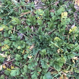 Erodium crinitum at Yarralumla, ACT - 11 Jun 2020