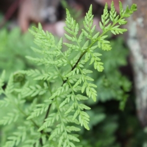 Cheilanthes austrotenuifolia at Cook, ACT - 13 Jun 2020